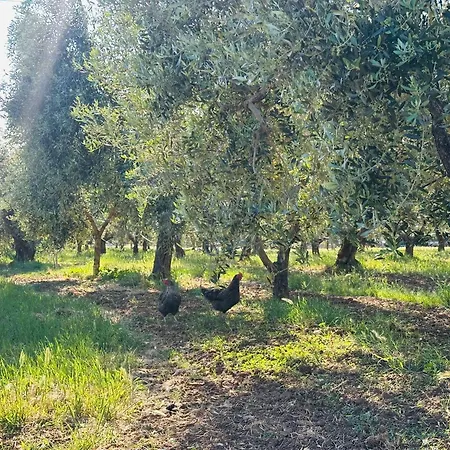 Agriturismo il Tripesce-3